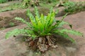 BirdÃ¢â¬â¢s nest fern, Asplenium nidus tree Royalty Free Stock Photo